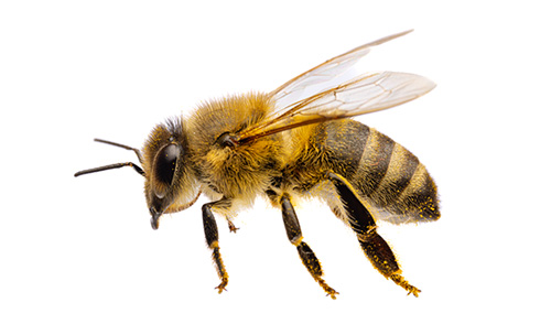 Click here for more information about Bees